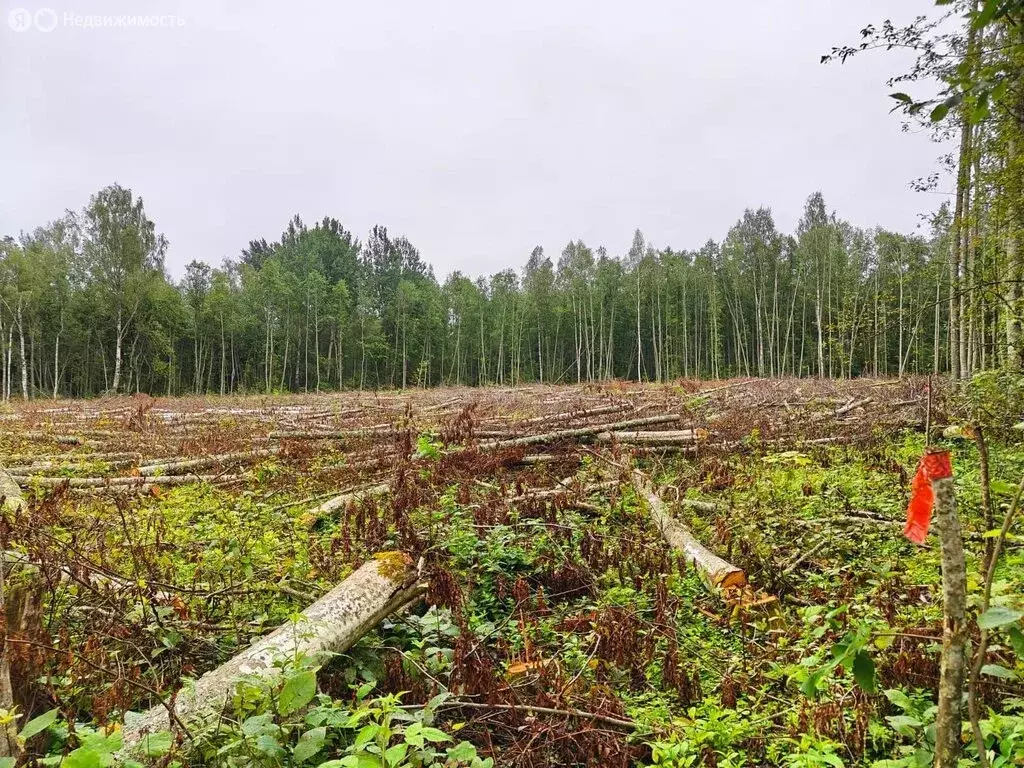 Участок в Осьминское сельское поселение, деревня Извоз (78 м) - Фото 2