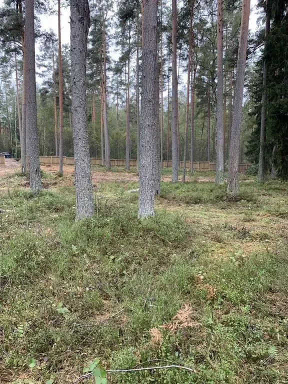 Участок в Ленинградская область, Приозерский район, пос. Мичуринское ... - Фото 2