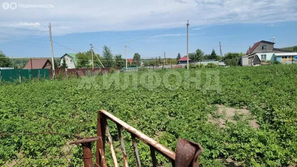Участок в Тогучинский район, Репьевский сельсовет, село Репьёво, ... - Фото 1