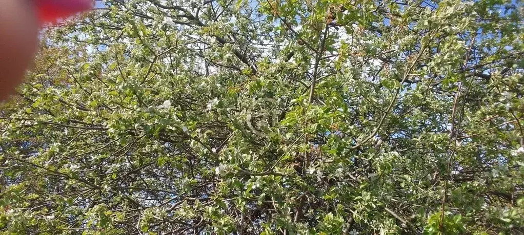 Участок в Тамбовская область, Тамбовский муниципальный округ, ... - Фото 2