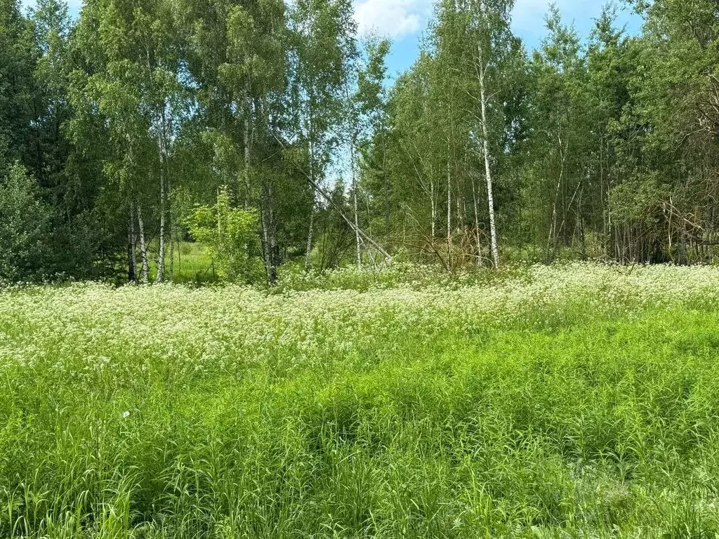Участок в Московская область, Богородский городской округ, д. Пашуково ... - Фото 1