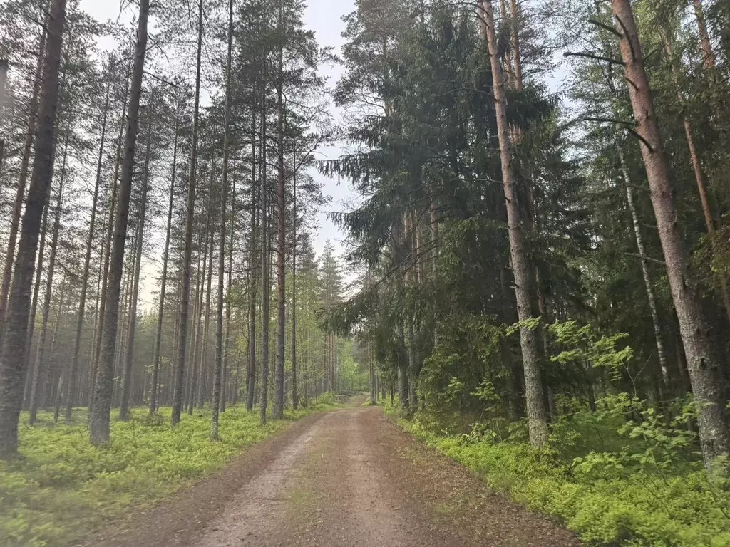 Участок в Ленинградская область, Выборгский район, Полянское с/пос, ... - Фото 0