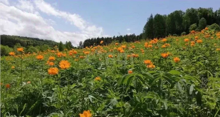 Участок в Алтайский край, Чарышский район, с. Чарышское  (1600.0 сот.) - Фото 1