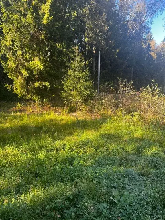 Участок в Московская область, Шаховская городской округ, д. Щемелинки  ... - Фото 0