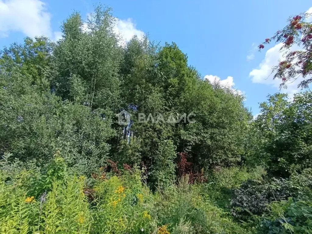 Участок в Владимирская область, Суздальский район, Новоалександровское ... - Фото 1