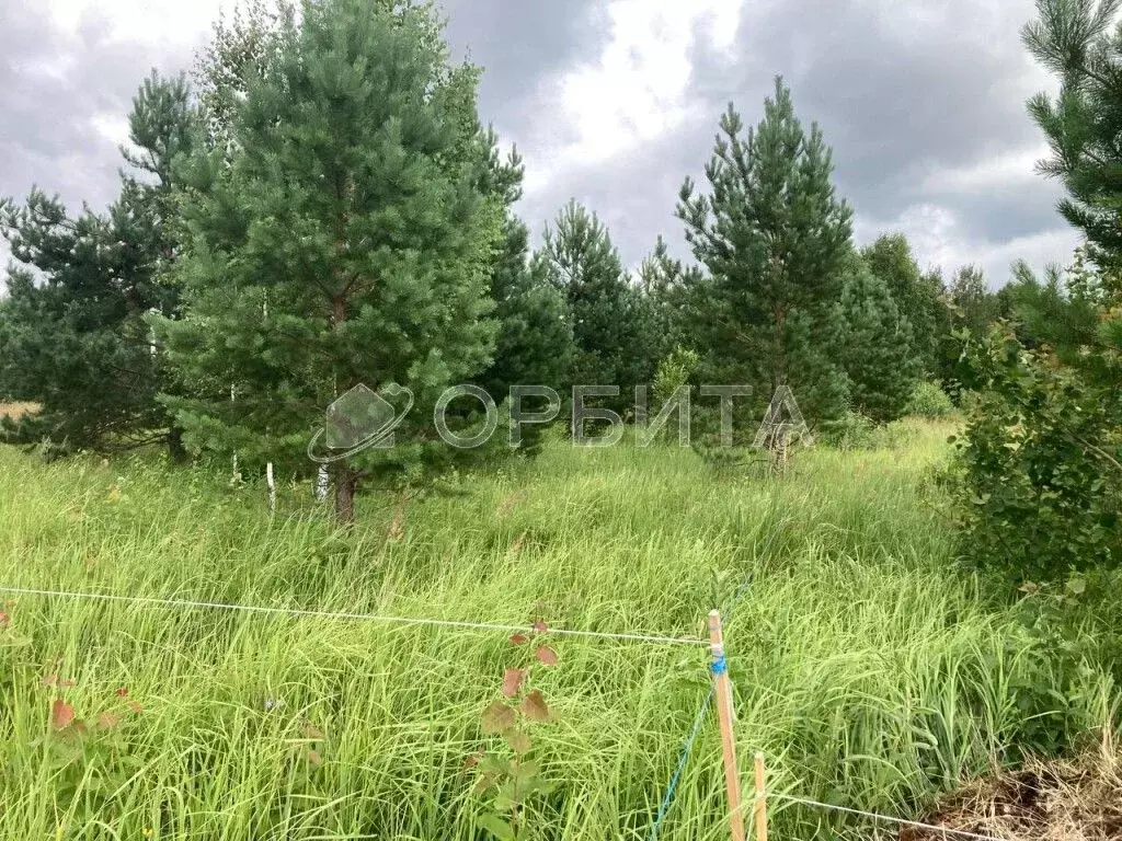 Участок в Тюменская область, Нижнетавдинский район, Царицыно СНТ  ... - Фото 0