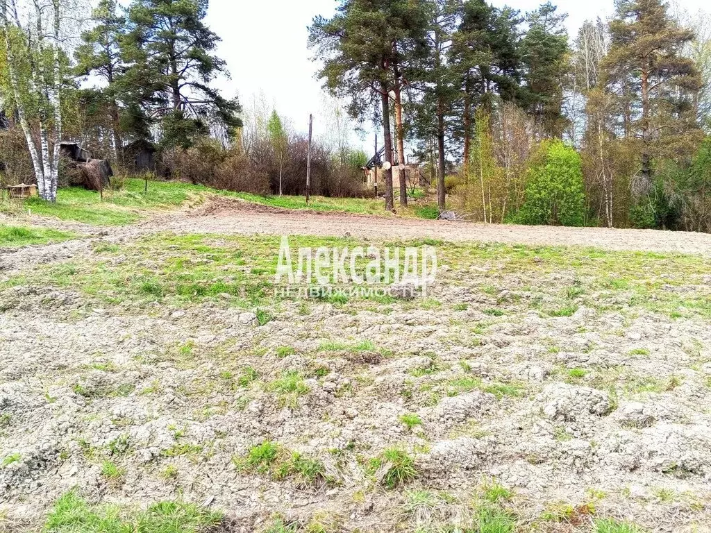 Участок в Приозерский район, городской посёлок Кузнечное (8.4 м) - Фото 2