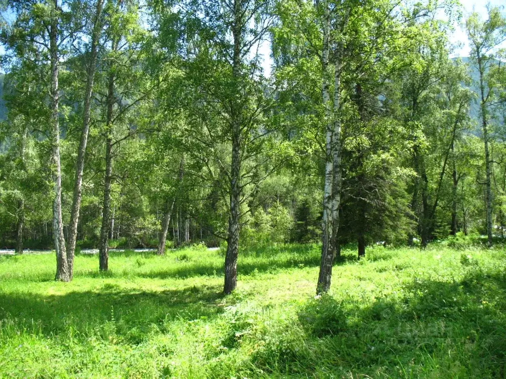 Участок в Алтай, Усть-Коксинский район, с. Катанда  (125858.0 сот.) - Фото 1