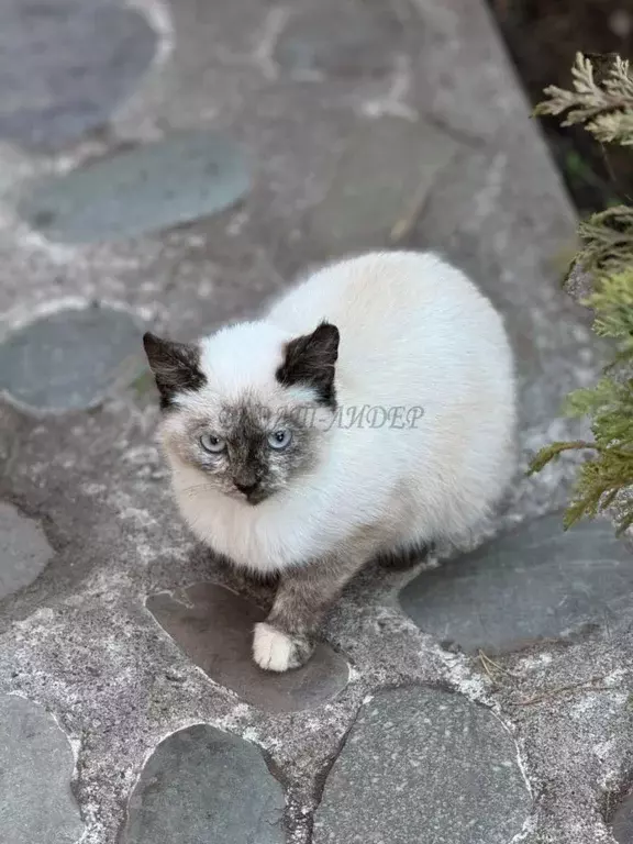 Дом в Алтай, Усть-Коксинский район, пос. Замульта Зеленая ул. (24 м) - Фото 1