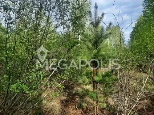 Участок в Забайкальский край, Читинский район, с. Смоленка  (7.0 сот.) - Фото 1