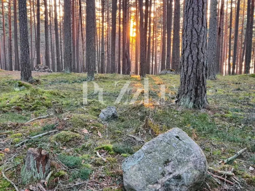 Участок в Ленинградская область, Приозерский район, Петровское с/пос, ... - Фото 1