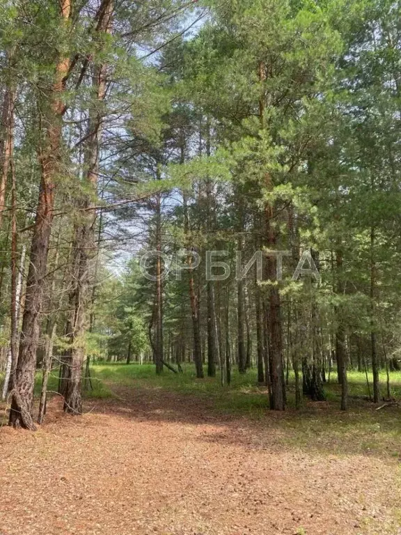 Участок в Тюменская область, Тюменский муниципальный округ, Геофизик ... - Фото 1