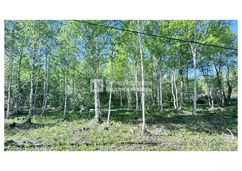 Участок в Сясьстрой, Весенняя улица (12 м) - Фото 2