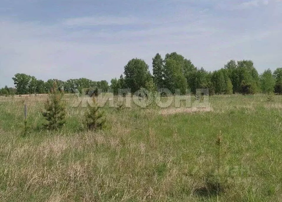 Участок в Новосибирская область, Ордынский район, Благодатное-2 ДНТ  ... - Фото 1