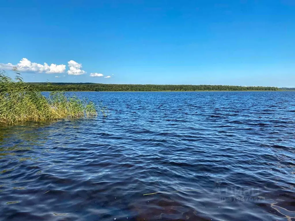 Участок в Ленинградская область, Приозерский район, Ромашкинское ... - Фото 1