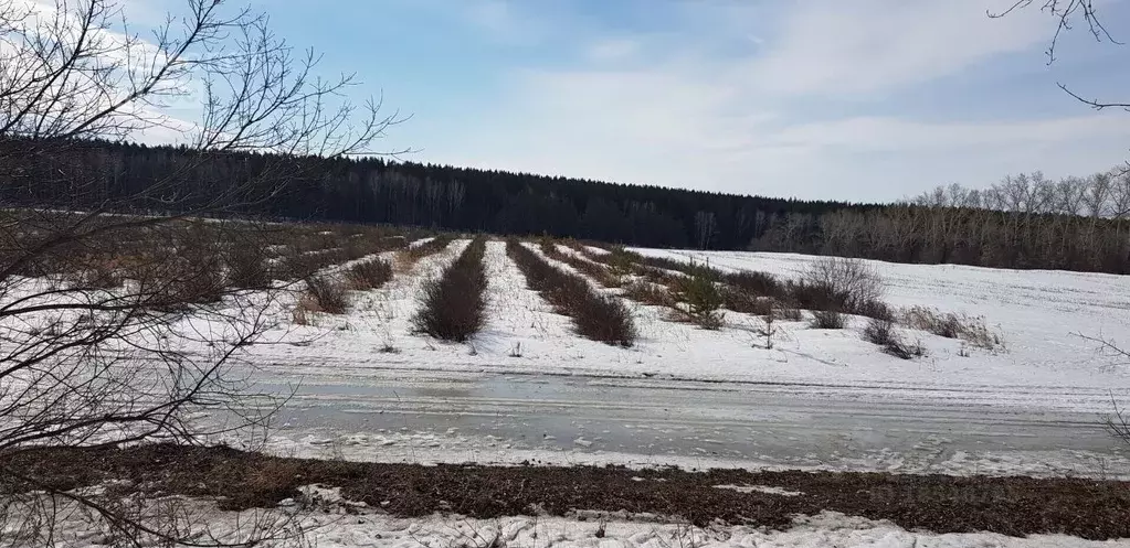 Участок в Алтайский край, Бийск ул. Мало-Угреневская, 1/1 (200.0 сот.) - Фото 0