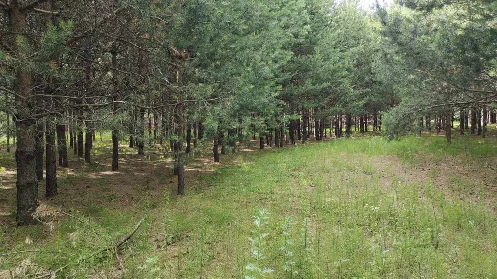 Участок в Нижегородская область, Городецкий муниципальный округ, д. ... - Фото 1