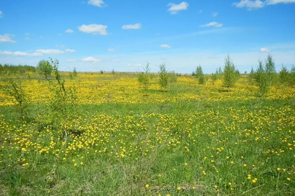 Участок в Ленинградская область, Лодейнопольский район, Алеховщинское ... - Фото 0