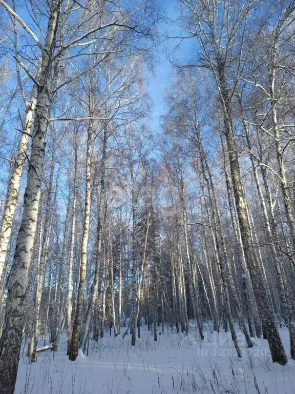 Участок в Свердловская область, Полевской городской округ, с. ... - Фото 1