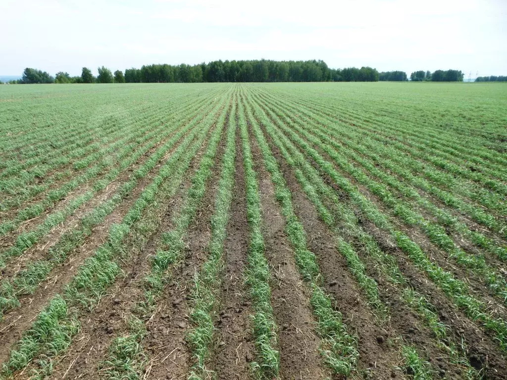 Смешанный посев злаков. Посевная в поле. Поле готово к посеву. Поле озимой пшеницы. Поле озимой пшеницы.