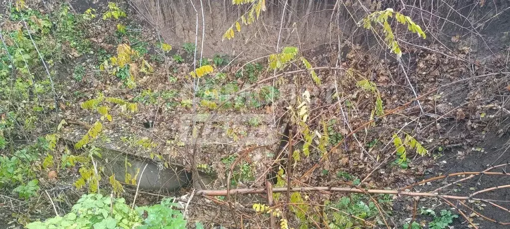 Участок в Курская область, Золотухинский район, Тазовский сельсовет, ... - Фото 1