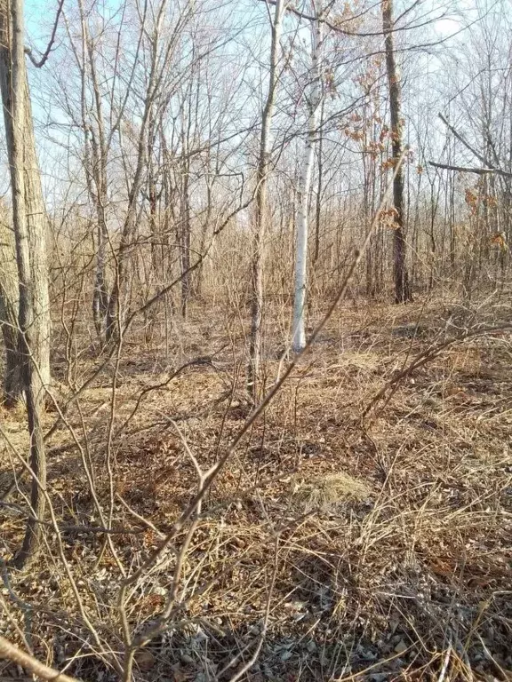 Участок в Приморский край, Артемовский городской округ, с. Кролевцы  ... - Фото 1