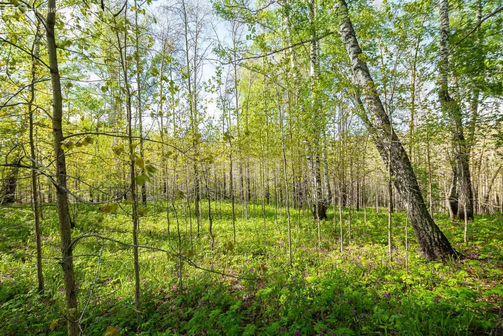 Участок в Новосибирск, Бердское шоссе (11.3 м) - Фото 0