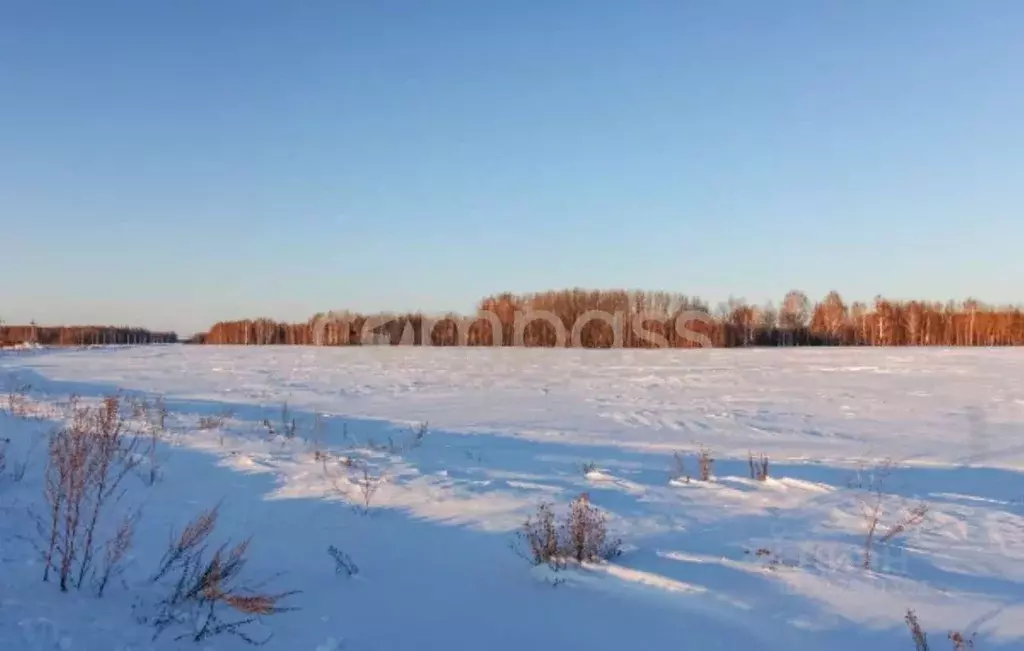 Участок в Тюменская область, Тюменский район, с. Горьковка Сибирская ... - Фото 0