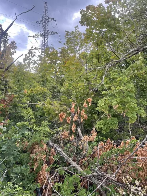 Участок в Саратовская область, Саратов Радуга СНТ,  (4.0 сот.) - Фото 0