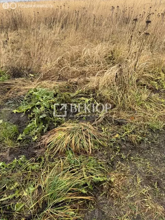 Участок в Красносельский район, Гридинское сельское поселение, деревня ... - Фото 2