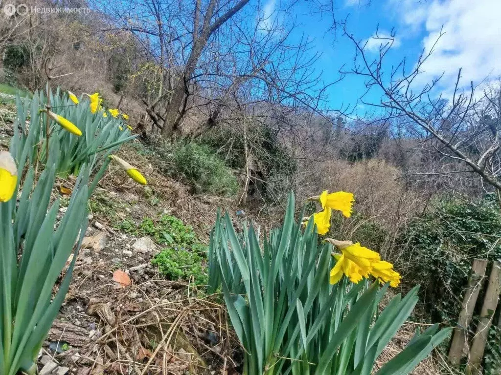 Участок в Краснодарский край, Туапсинский муниципальный округ, СТ Заря ... - Фото 1