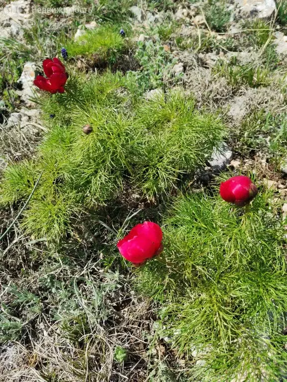 Участок в Симферопольский район, село Трудовое (10 м) - Фото 1