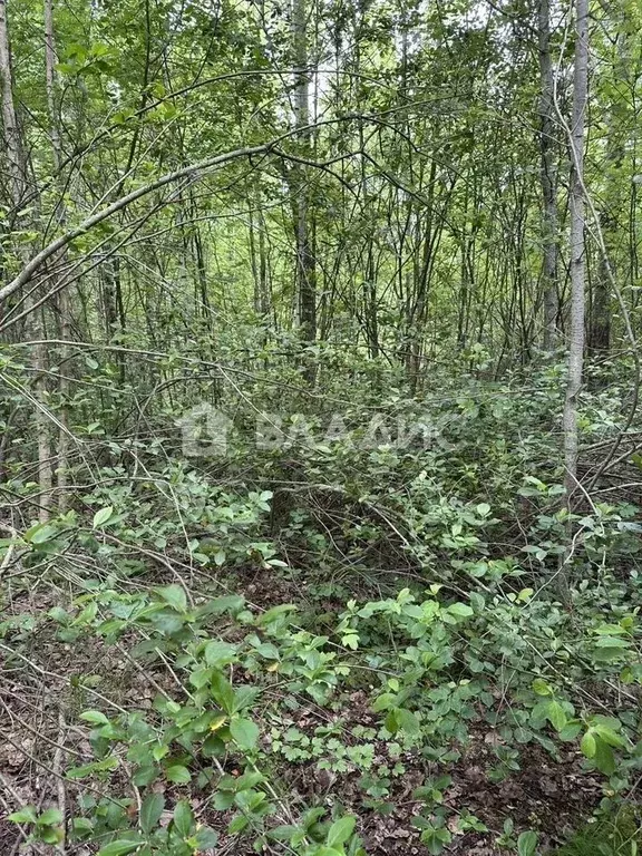 Участок в Ленинградская область, Всеволожский район, Морозовское ... - Фото 1