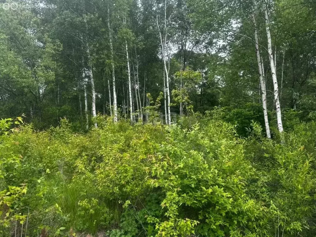 Участок в Хабаровск, Лесная улица (13 м) - Фото 0