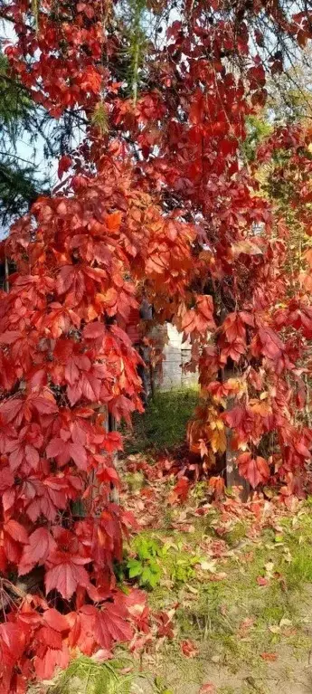 Дом в Пермский край, Пермский муниципальный округ, Корсаково 35 СТ 21 ... - Фото 1