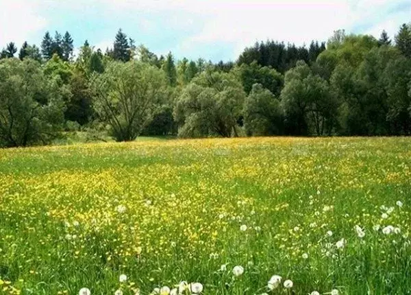 Участок в Татарстан, Лаишевский район, Державинское с/пос, Державино ... - Фото 2