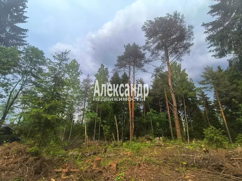 Участок в Ленинградская область, Всеволожский район, Агалатовское ... - Фото 0
