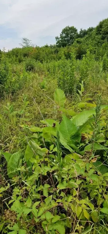 Участок в Краснодарский край, Апшеронский район, Кабардинское с/пос, ... - Фото 2
