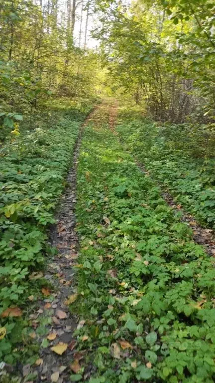 Участок в Владимирская область, Суздальский район, Новоалександровское ... - Фото 0