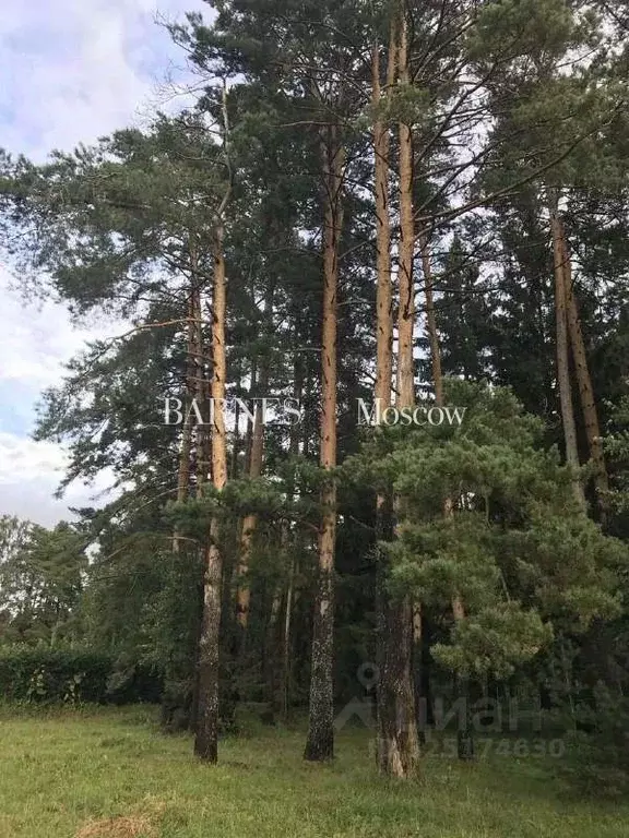 Участок в Московская область, Истра муниципальный округ, д. Чесноково, ... - Фото 1