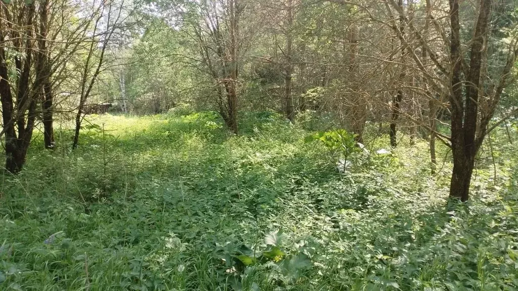 Участок в Московская область, Можайский муниципальный округ, д. ... - Фото 1