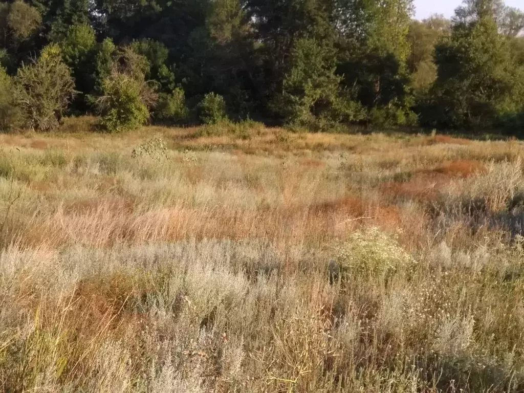 Участки острогожск. Леса в Острогожском районе. Фото с. кривая Поляна Острогожского р-на Воронежской обл.