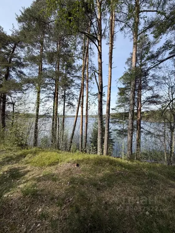 Участок в Ленинградская область, Выборгский район, Полянское с/пос, ... - Фото 2