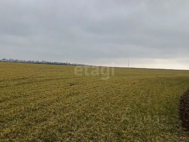 Участок в Крым, Черноморский район, с. Новосельское  (528.0 сот.) - Фото 1