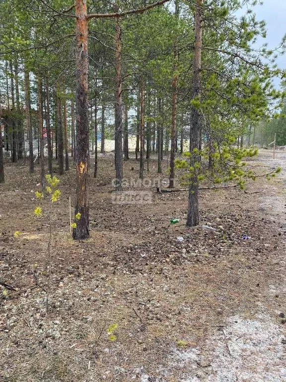 Участок в Ханты-Мансийский АО, Сургут Сосновая роща ДНТ,  (9.75 сот.) - Фото 0