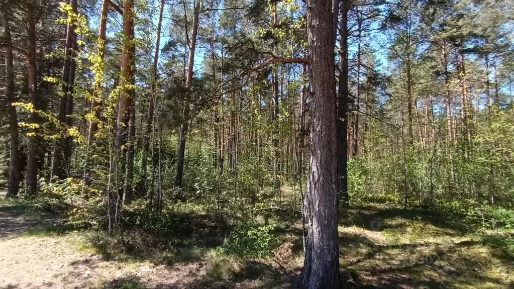 Участок в Псковская область, Псковский муниципальный округ, ... - Фото 1