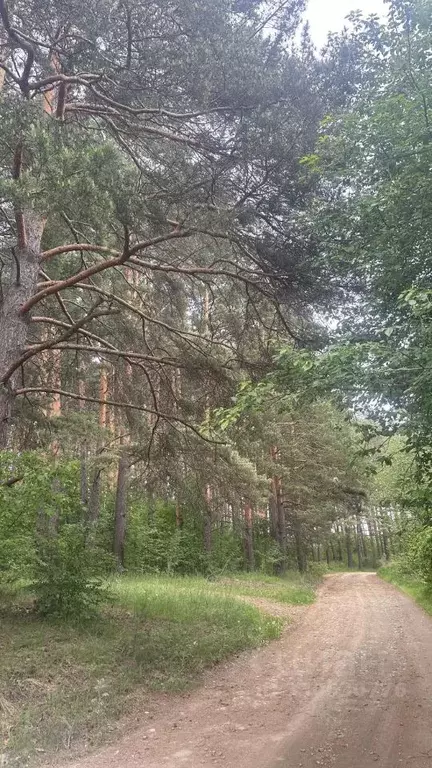 Участок в Свердловская область, Белоярский муниципальный округ, Кедр ... - Фото 1