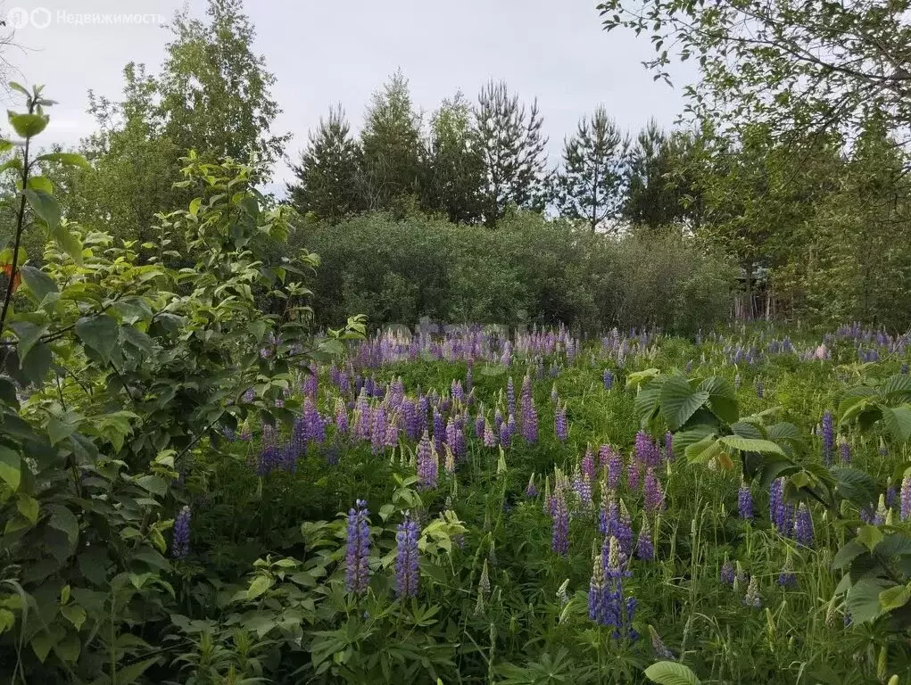 Участок в Иглинский район, Балтийский сельсовет, деревня Загорское ... - Фото 2