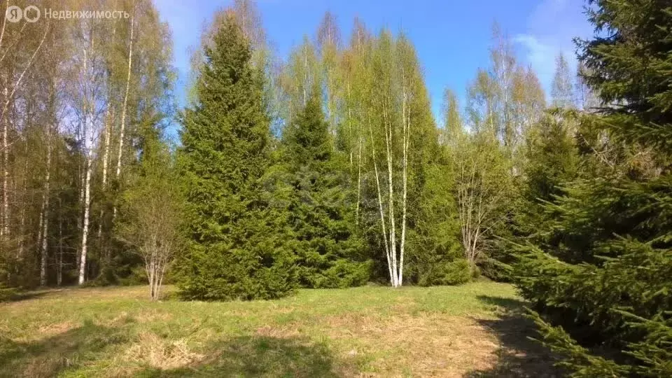 Участок в Хваловское сельское поселение, деревня Пруди (121 м) - Фото 1