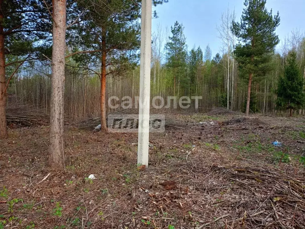 Участок в Вологодская область, Камыш садоводческое товарищество  (12.0 ... - Фото 2